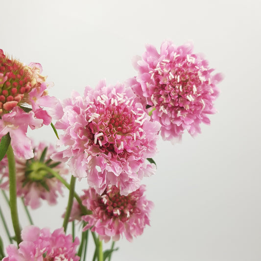 A bundle of pink Scabiosa Atropurpurea/Sweet Scabiosa flowers with green foliage against a white background.