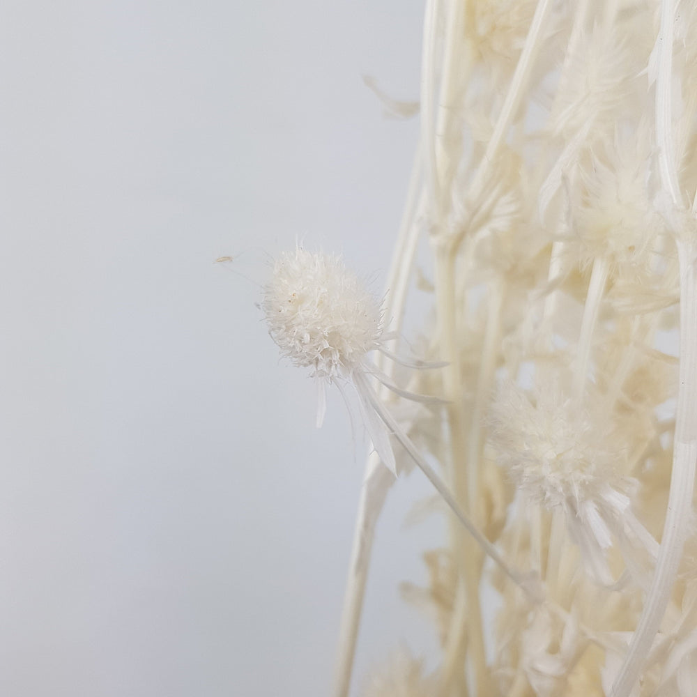 Preserved Eryngium - Cream