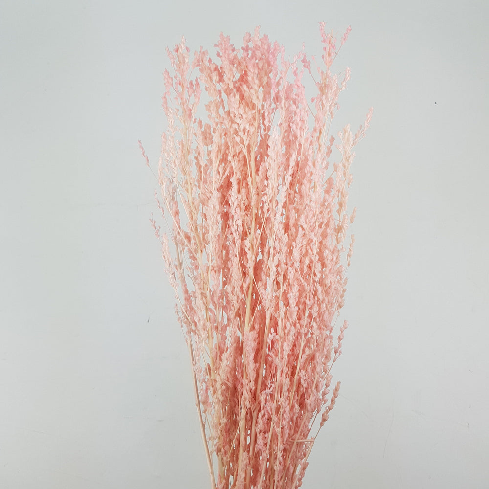 Preserved Star Grass - Light Pink