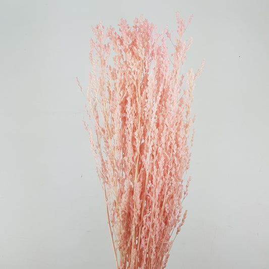 Preserved Star Grass - Light Pink