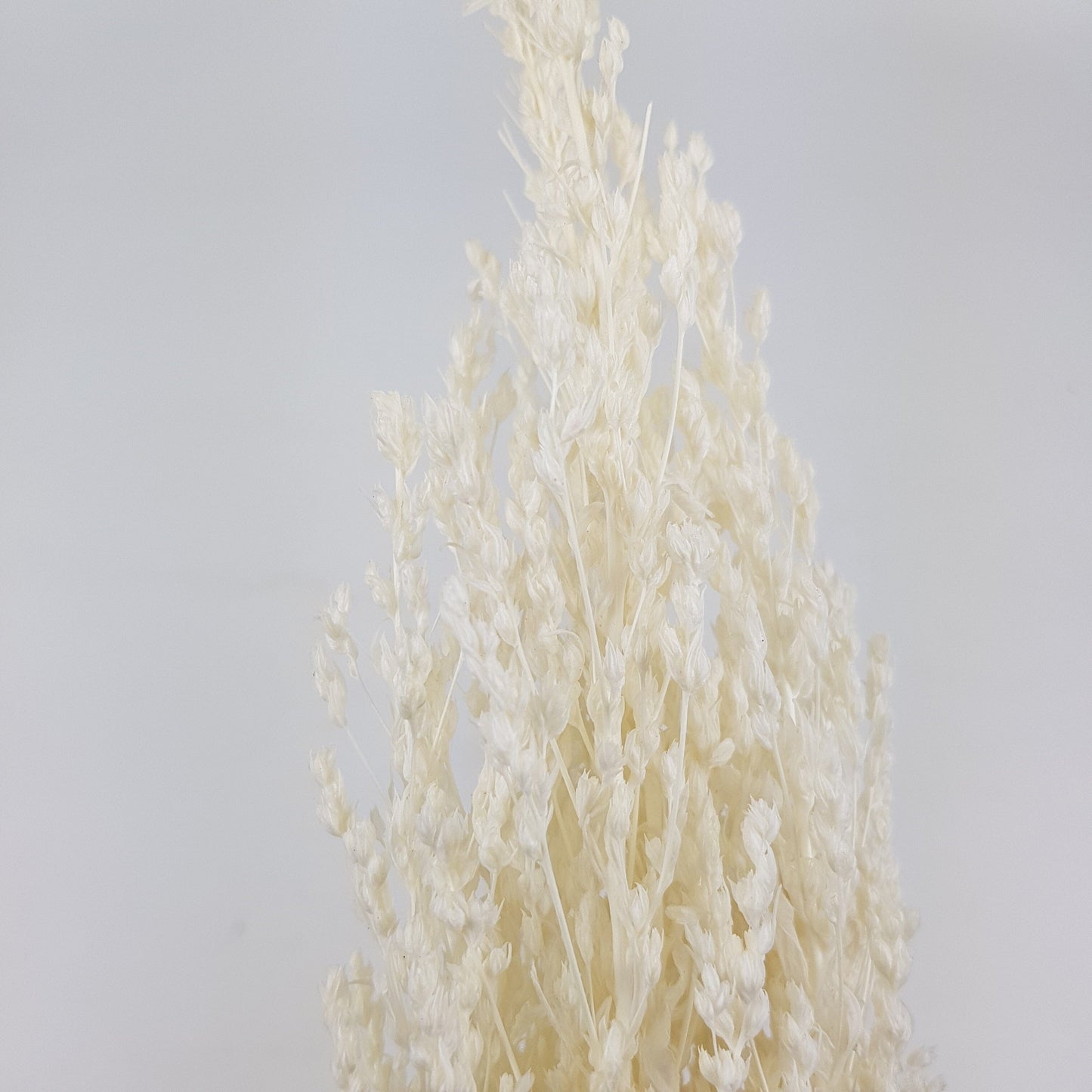 Preserved Star Grass - Cream