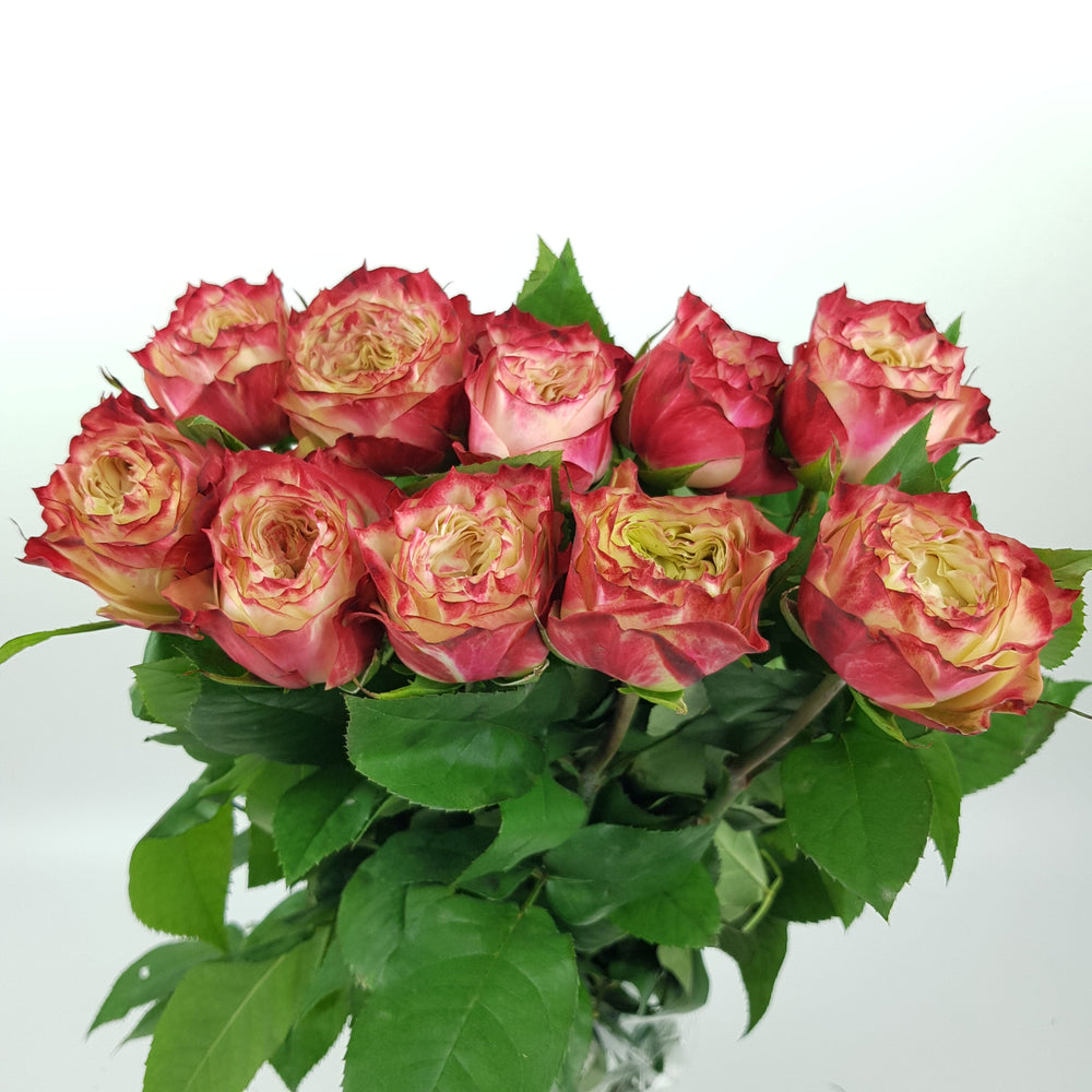 Rose - Apple Jack 2 Tone Cream Dark Pink (10 Stems)