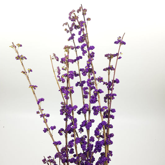 Callicarpa Bodinieri - Purple