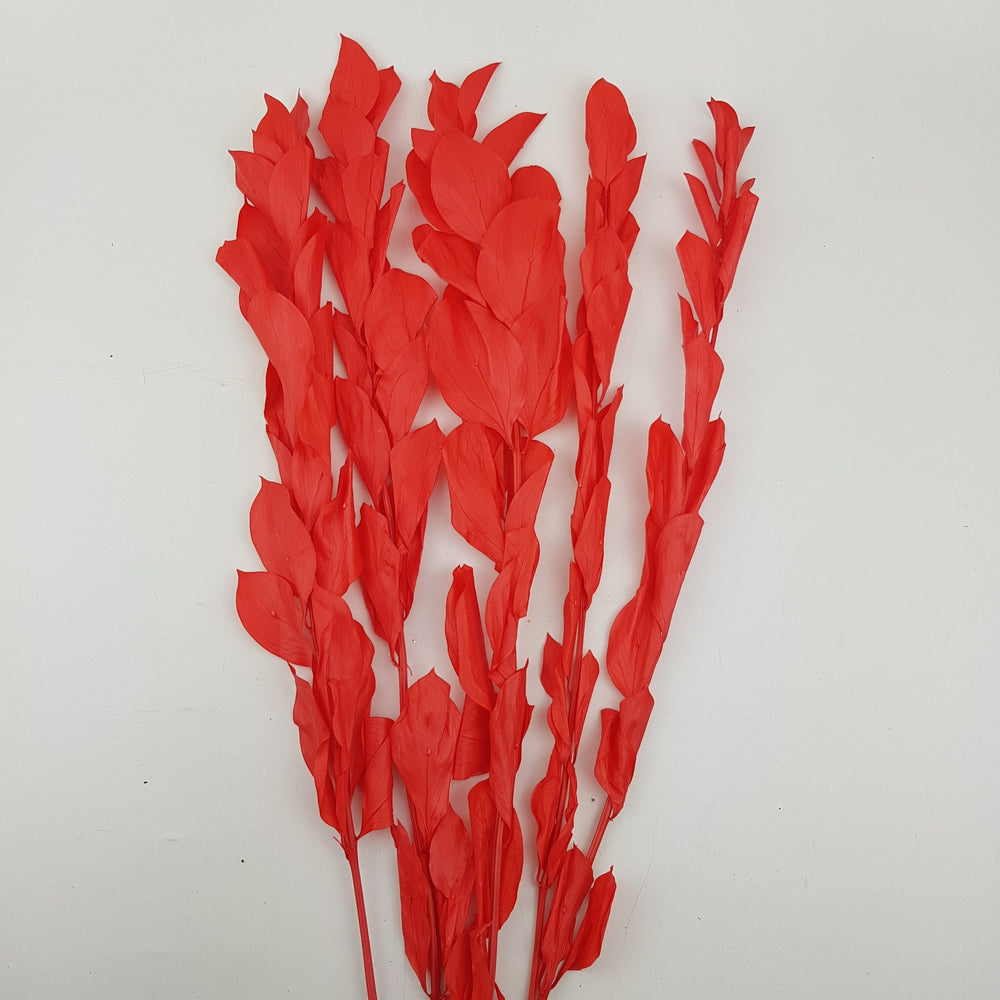 Preserved Dyed Ruscus - Red