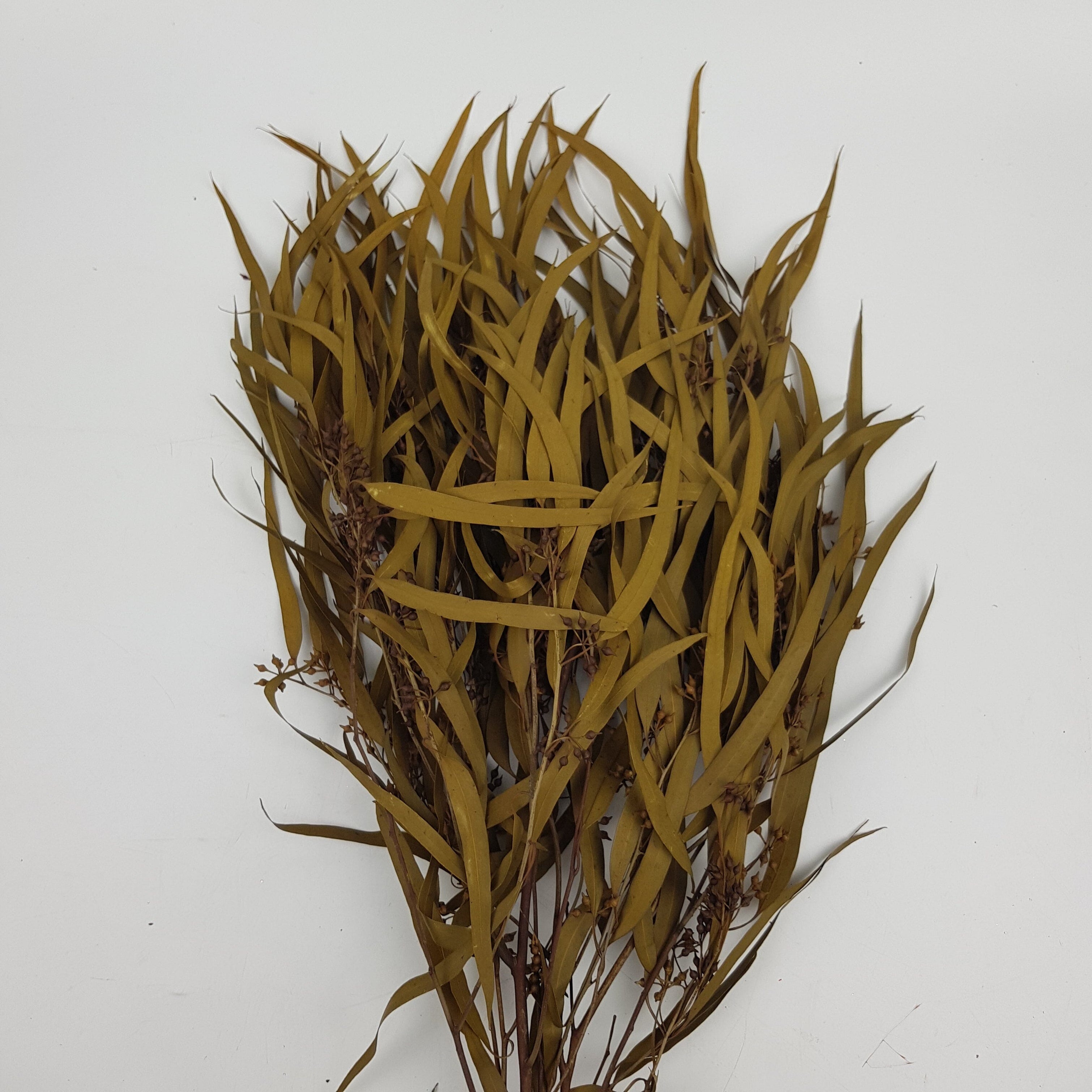 Dyed Eucalyptus Green