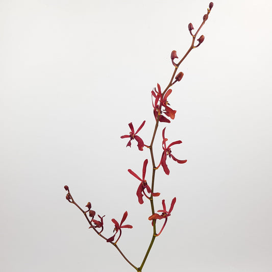 Orchid Anne Black - Maroon