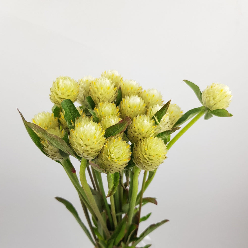 Gomphrena - Light Green
