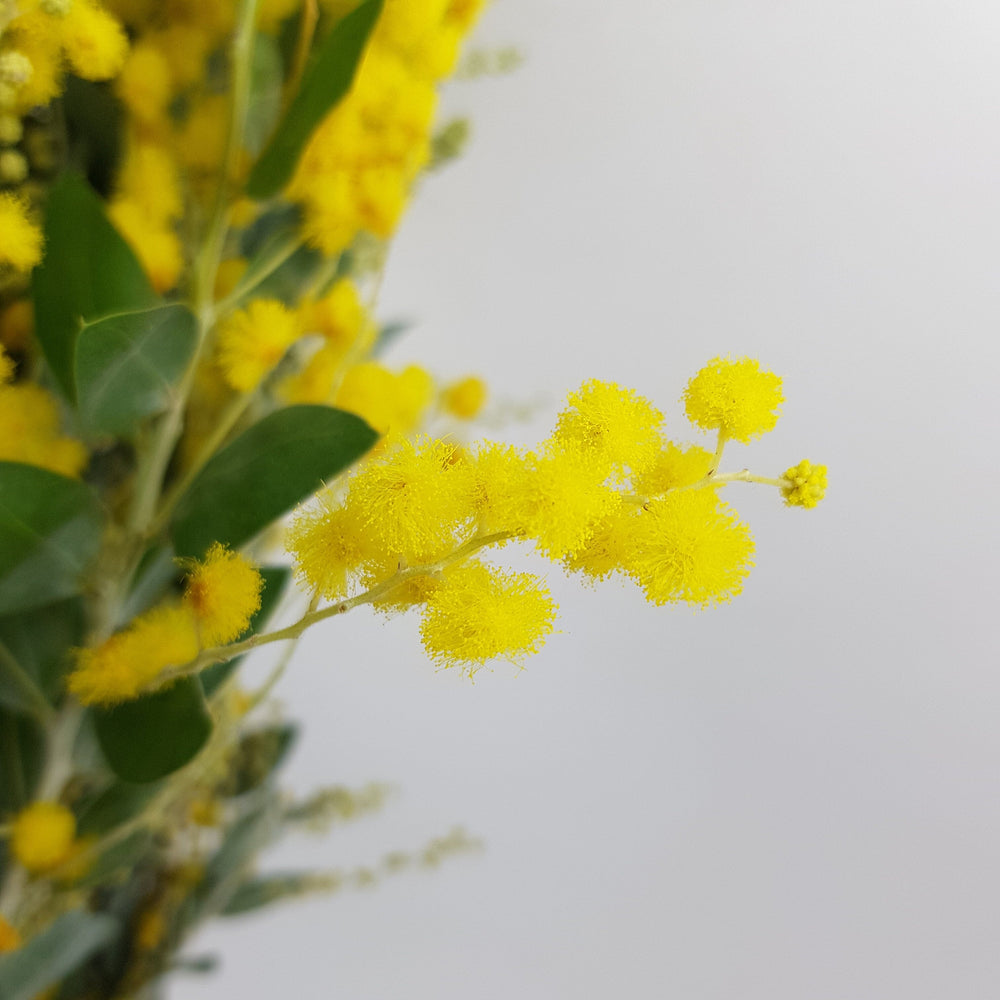 Mimosa  - Yellow