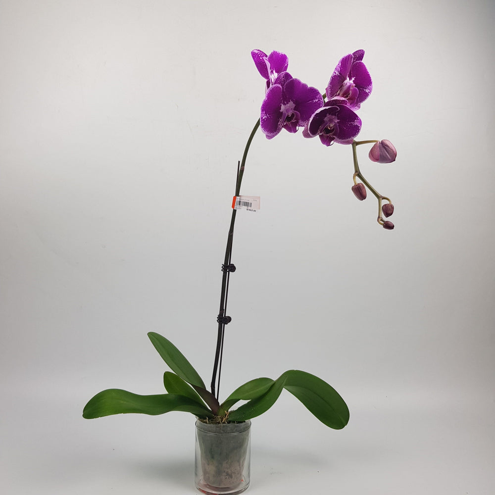 Phalaenopsis - 2 Tone Purple Dot (Without Pot)