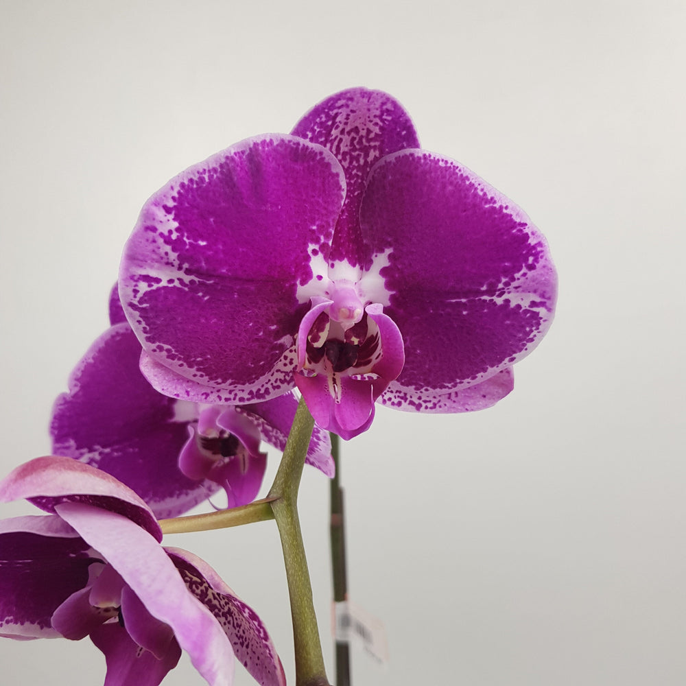 Phalaenopsis - 2 Tone Purple Dot (Without Pot)