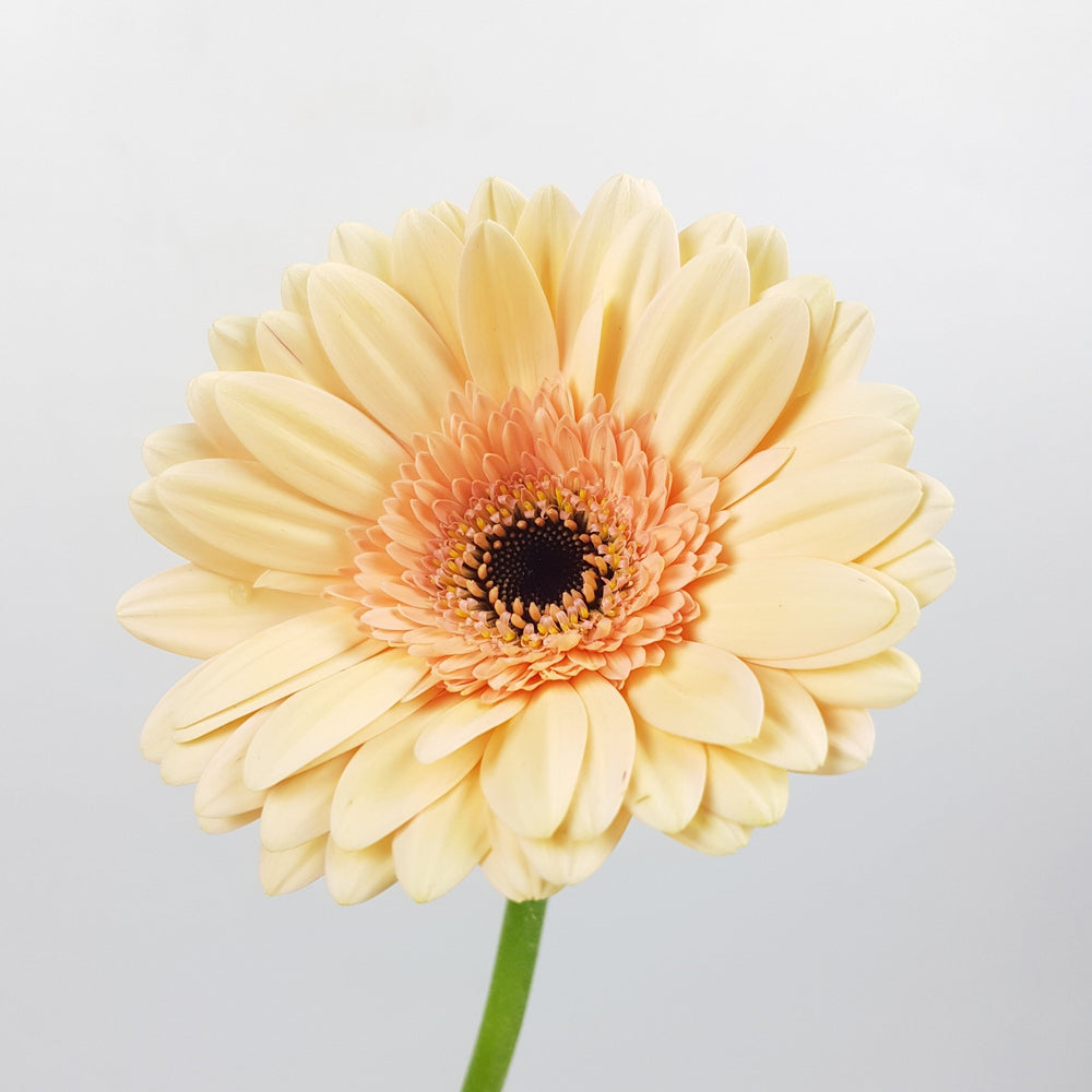 Gerbera - Peach