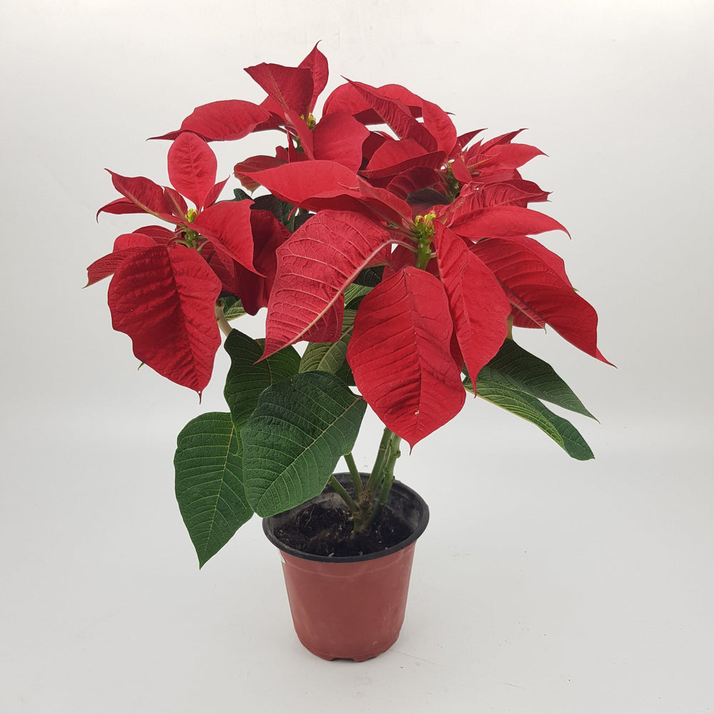 Poinsettia (P150)
