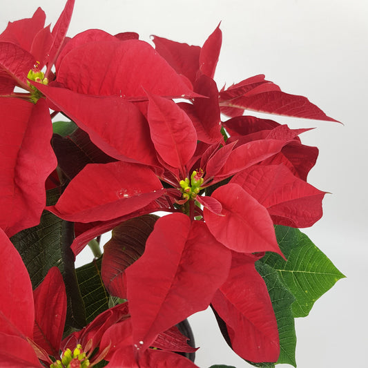 Poinsettia (P150)