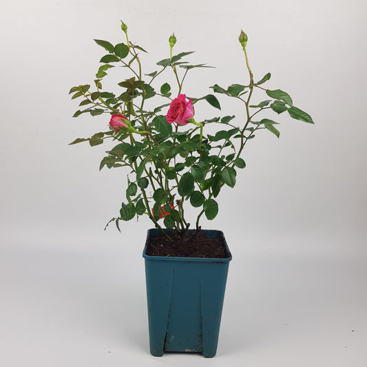Rose Plant - Cherry Pink