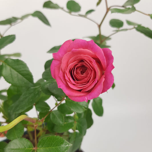 Rose Plant - Cherry Pink