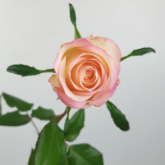 Rose Plant - 2 Tone Cream Pink