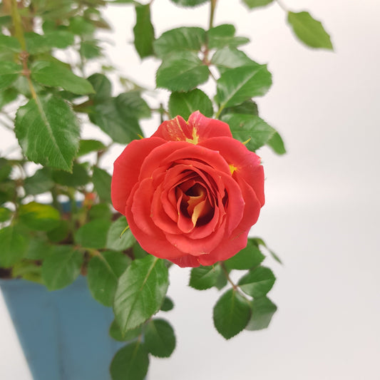 Rose Plant - Orange