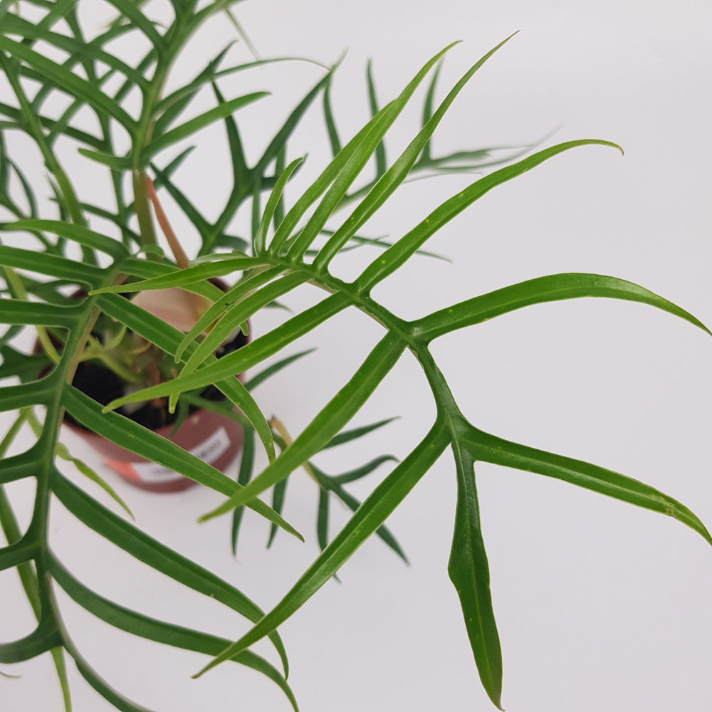 Philodendron Tortum (P90)