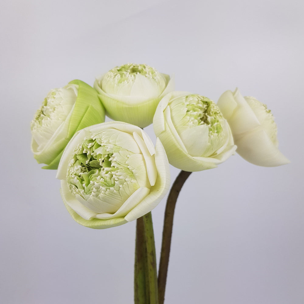 Lotus Flower  - White