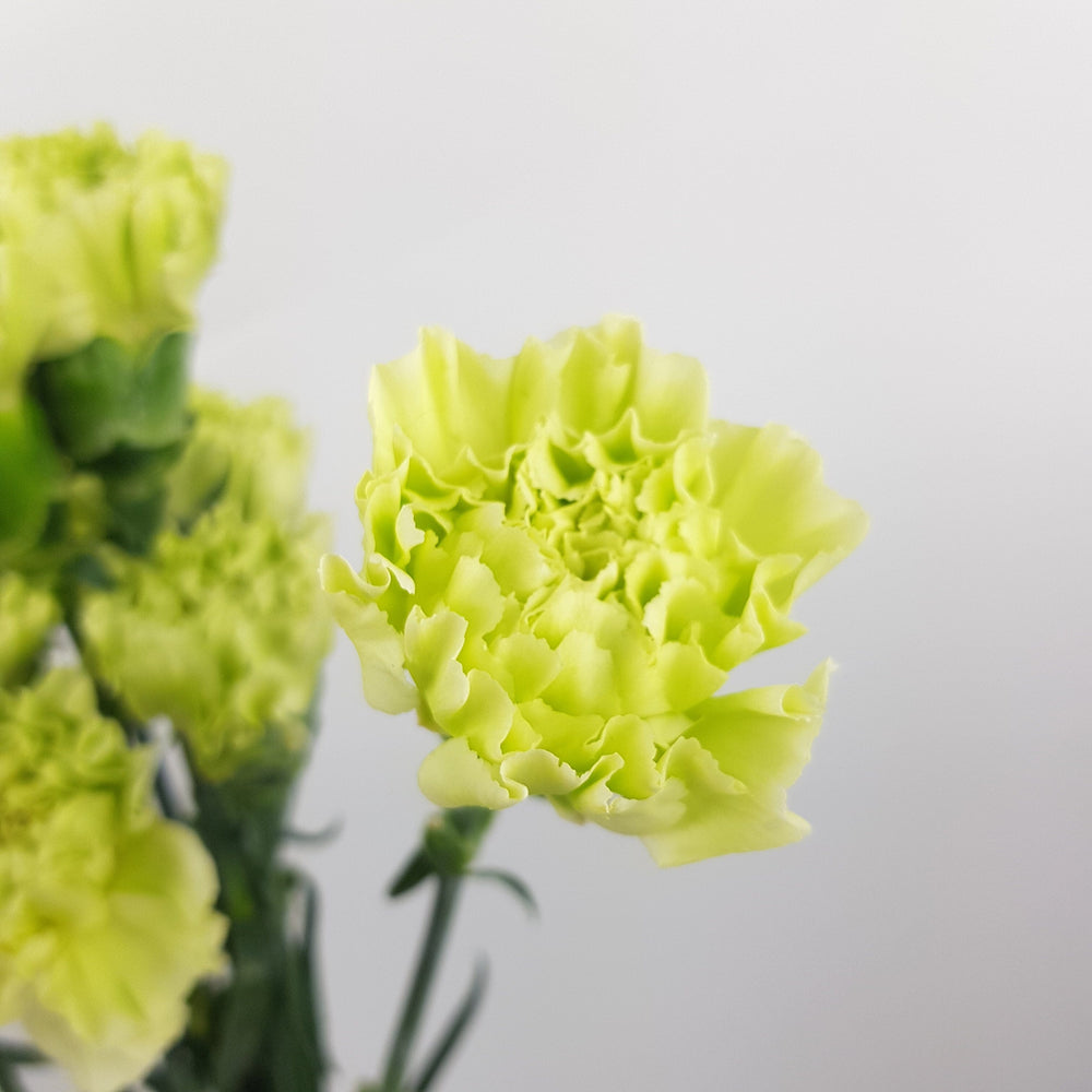 Carnation Prado - Mint Green