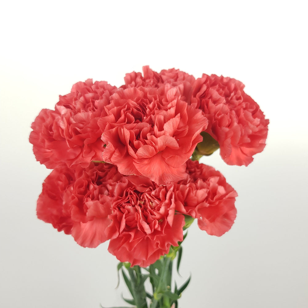 Carnation Hermes - Orange