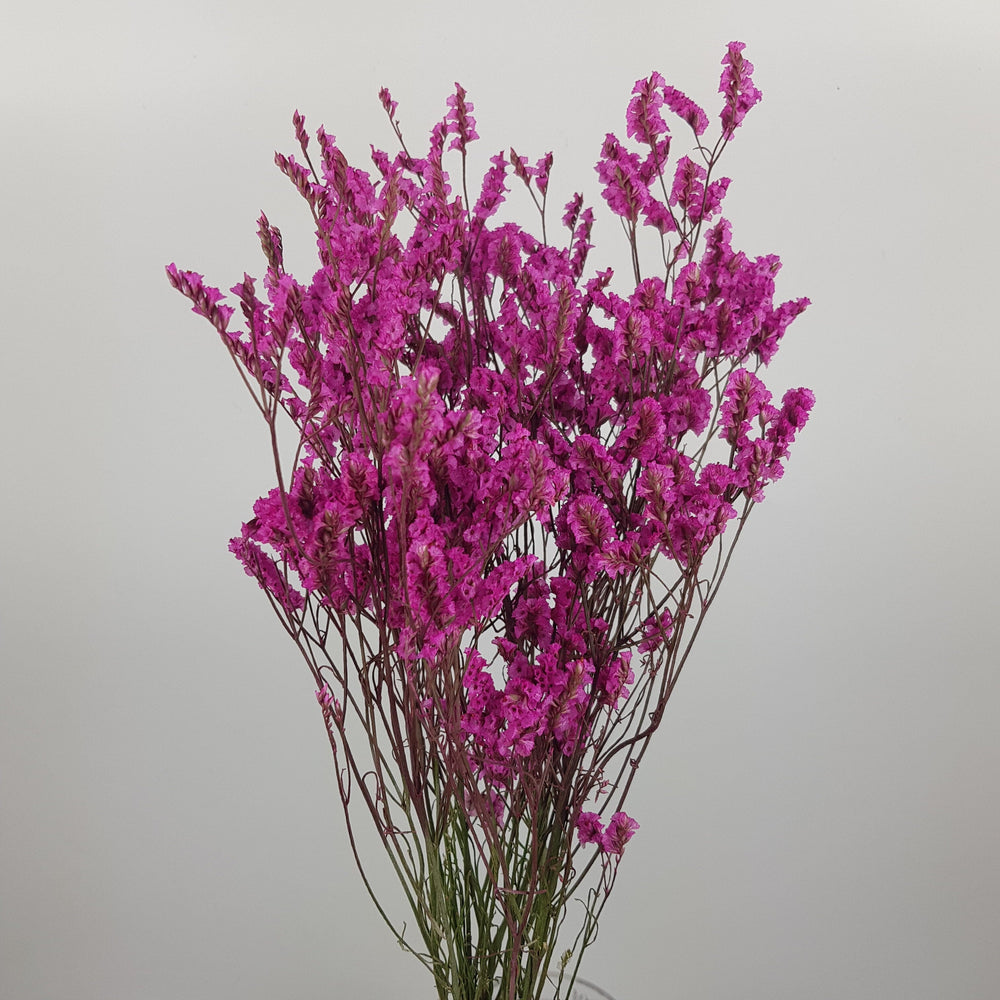 Casphia - Shocking Pink