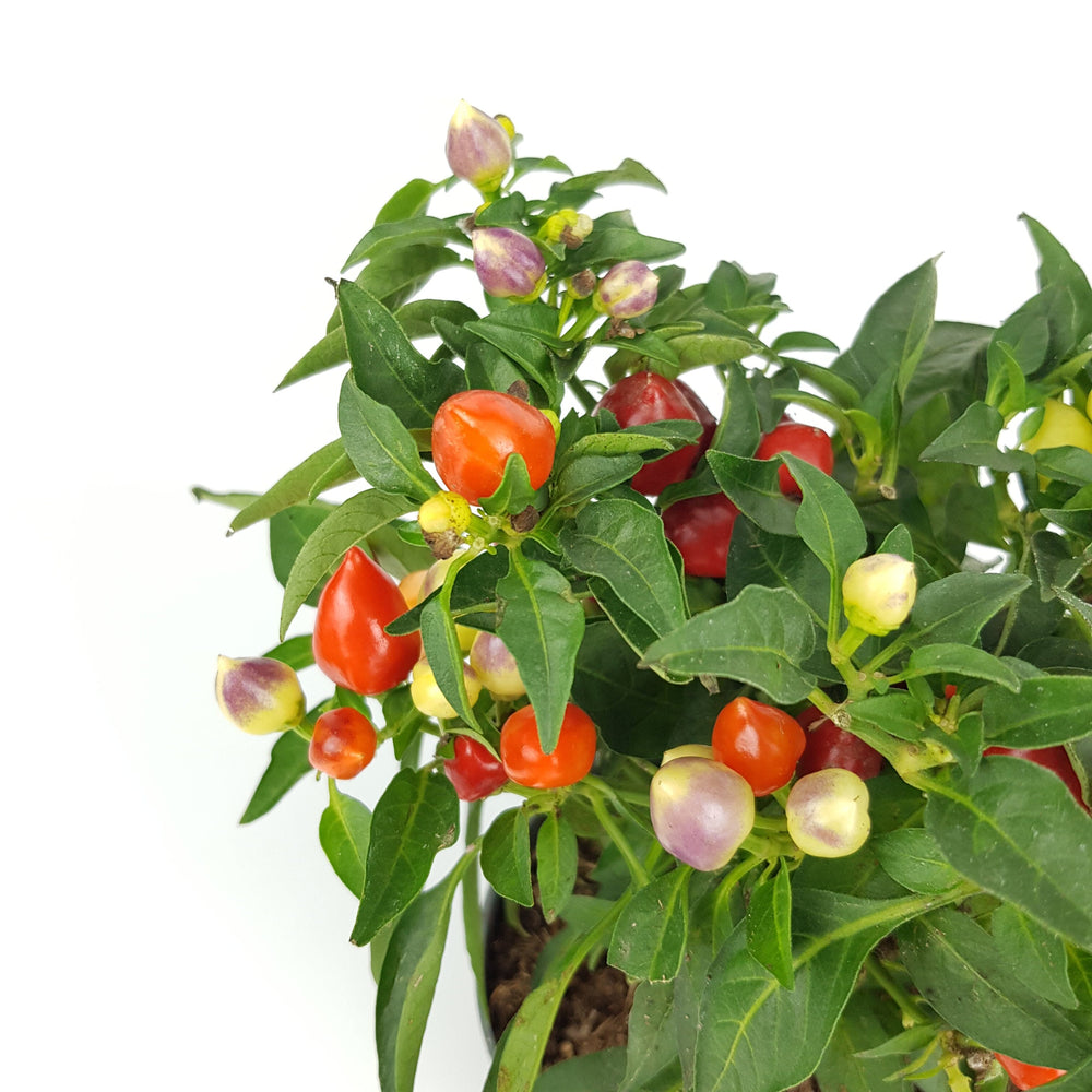 Capsicum Autumn