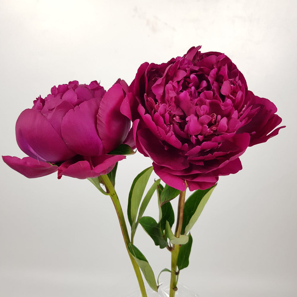 Peony Paul M Wild - Dark Pink (3 Stems)