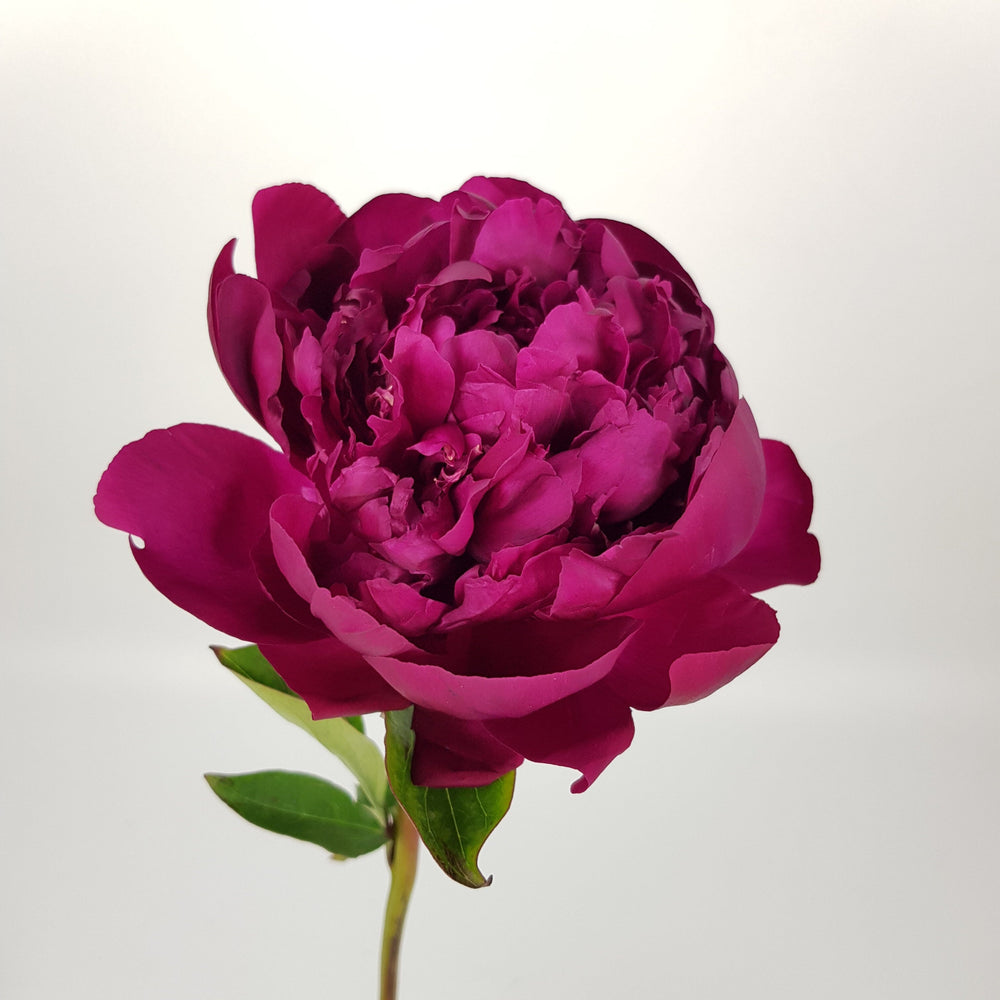 Peony Paul M Wild - Dark Pink (3 Stems)