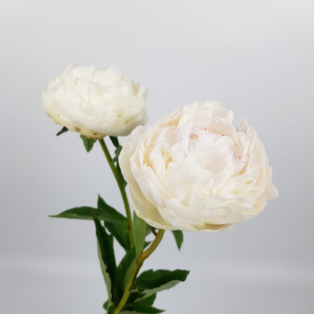 Peony Bowl Of Cream - White (2 Stems)