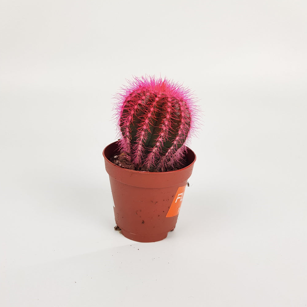 Cactus Rainbow - Assorted Colour