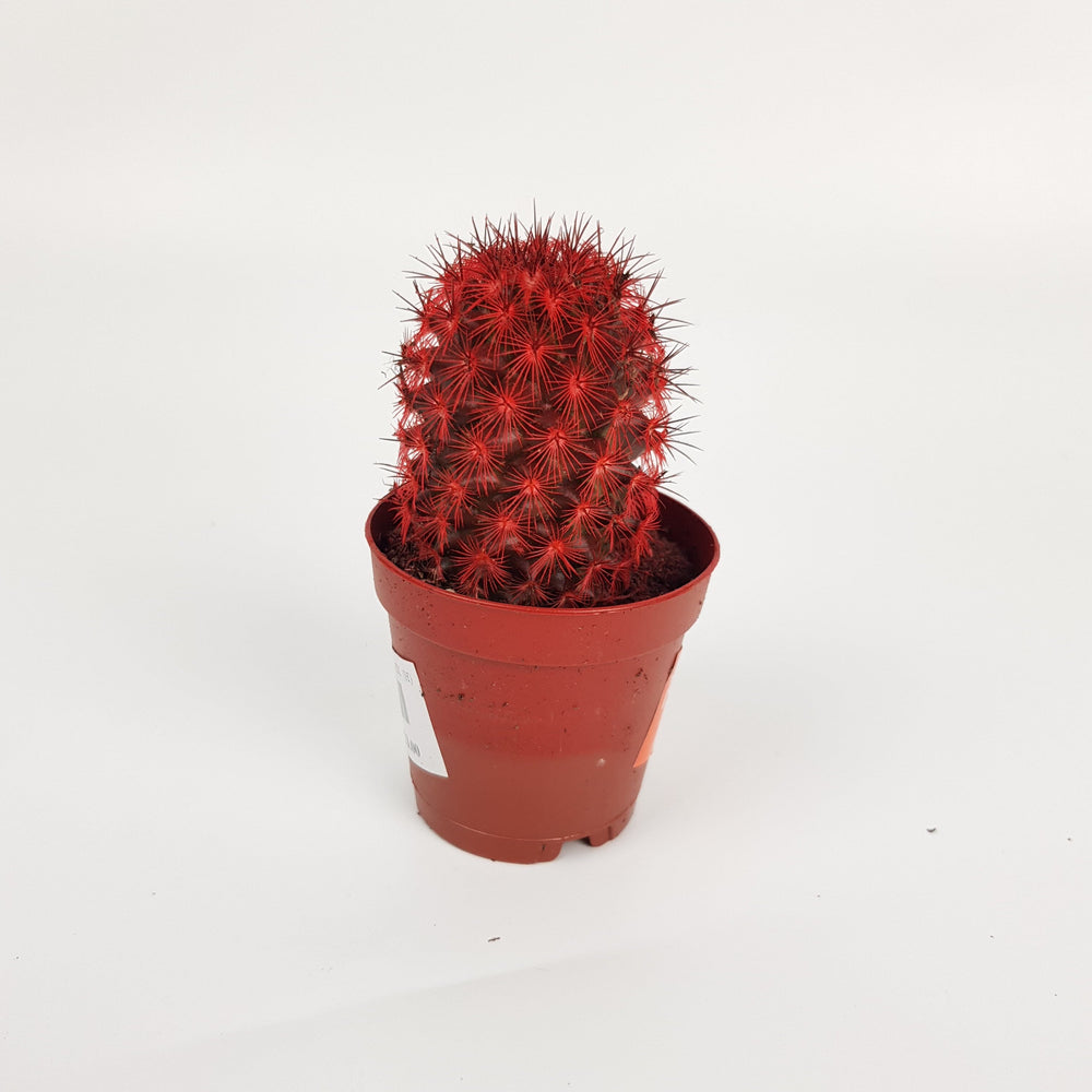 Cactus Rainbow - Assorted Colour