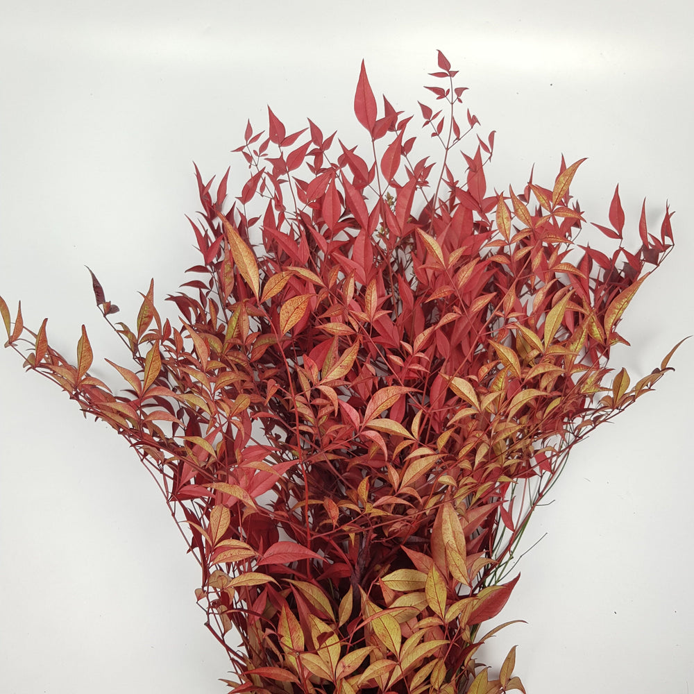 Nandina Domestica - Red
