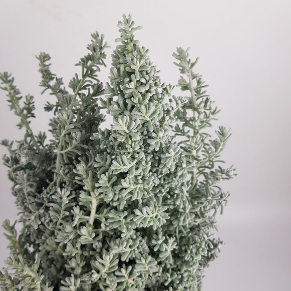 Bassia Scoparia (Kochia)