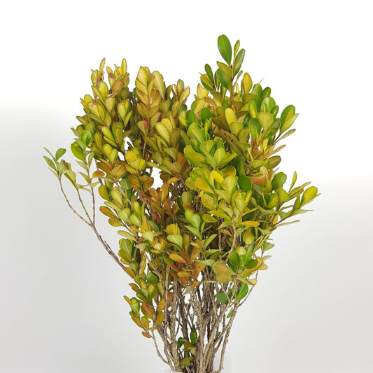 Buxus Leaf