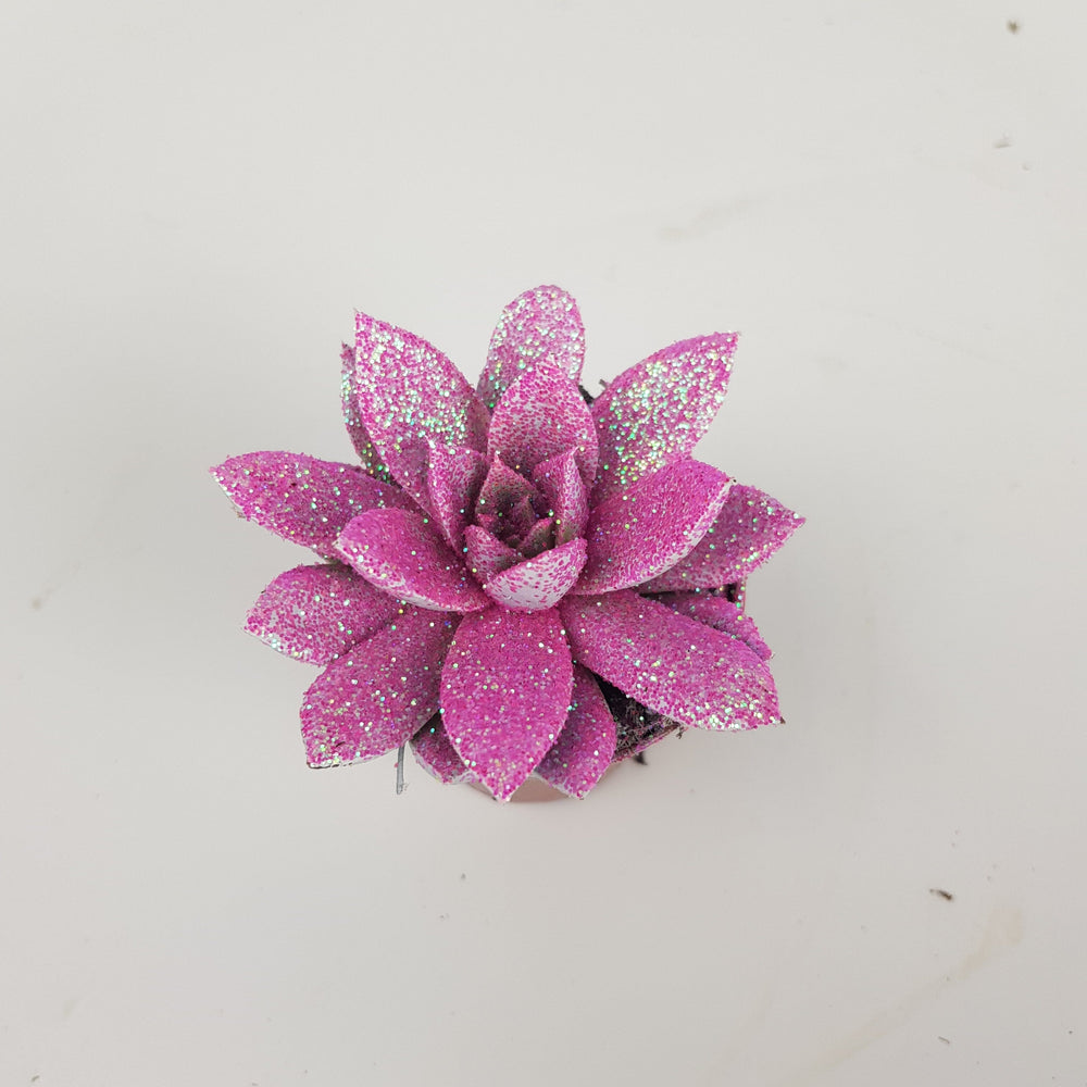 Echeveria - Assorted Colors