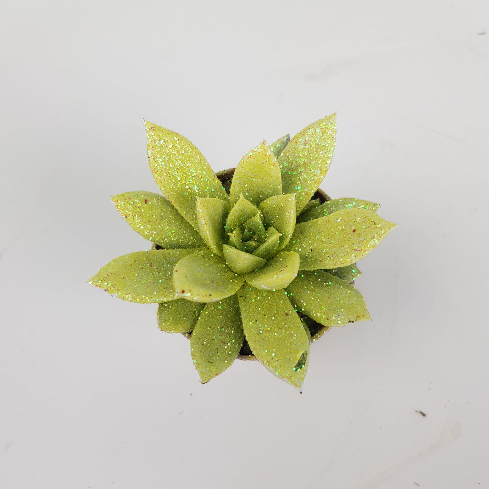 Echeveria - Assorted Colors