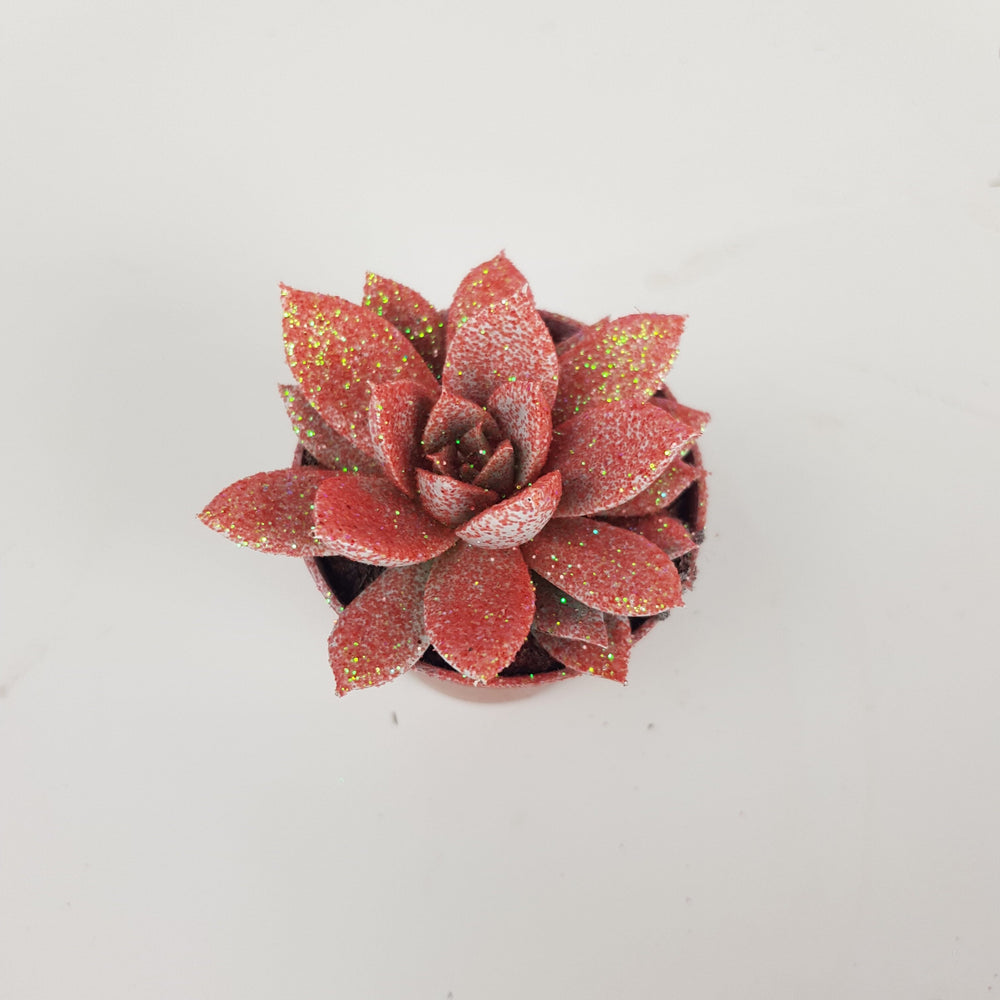 Echeveria - Assorted Colors