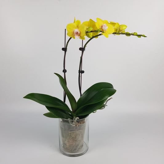 Phalaenopsis Mini Double Stem - Yellow *Without Pot*