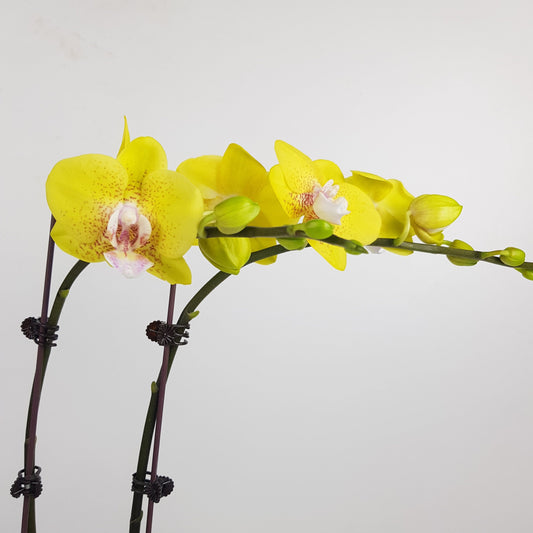 Phalaenopsis Mini Double Stem - Yellow *Without Pot*