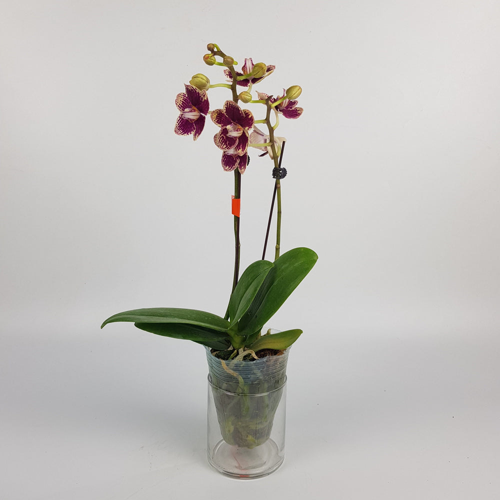Phalaenopsis Mini Double Stem - 2 Tone Red Purple *Without Pot*