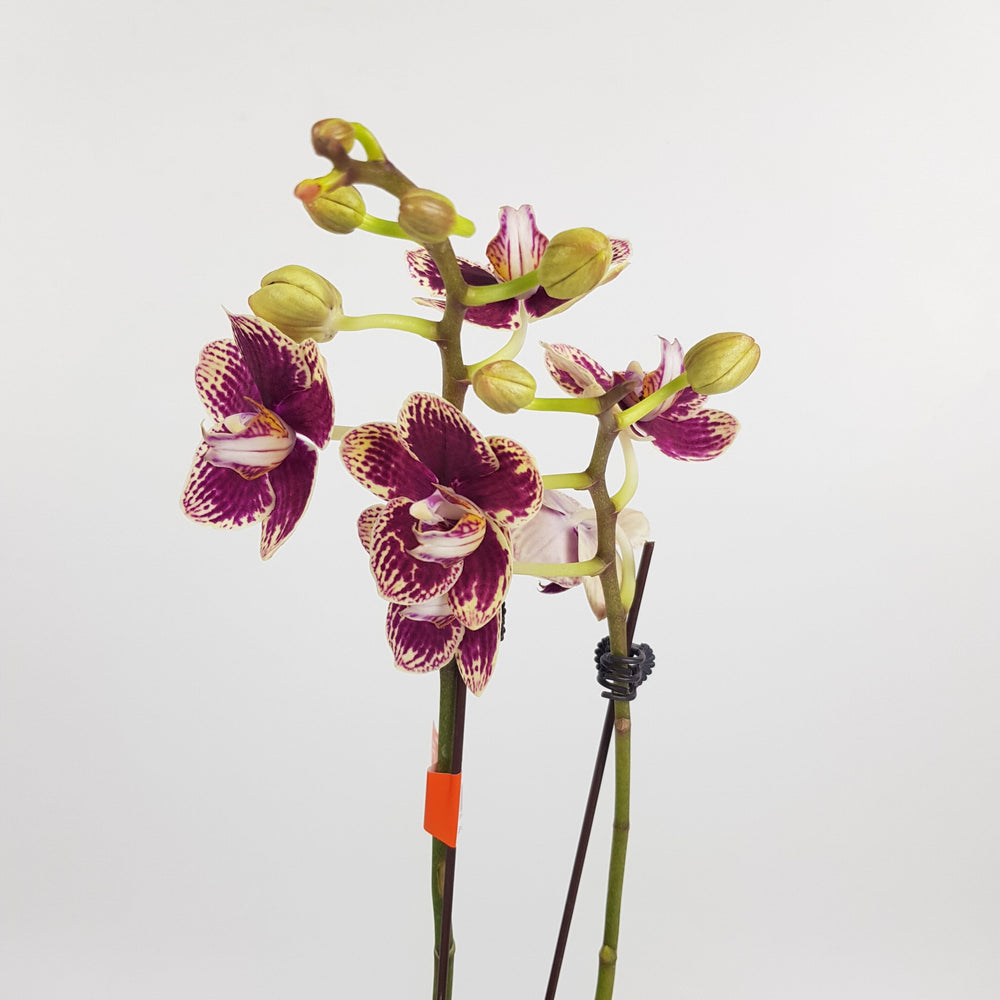 Phalaenopsis Mini Double Stem - 2 Tone Red Purple *Without Pot*