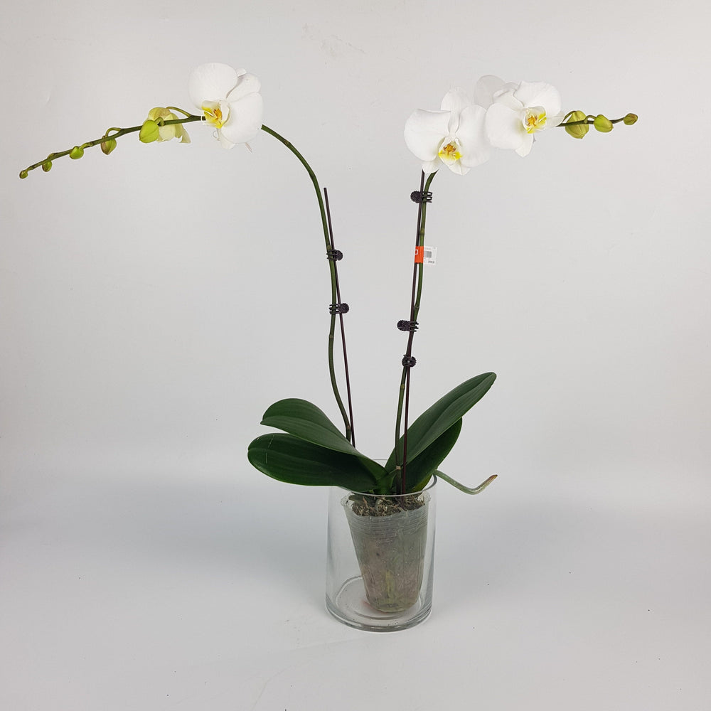 Phalaenopsis Mini Double Stem - White *Without Pot*
