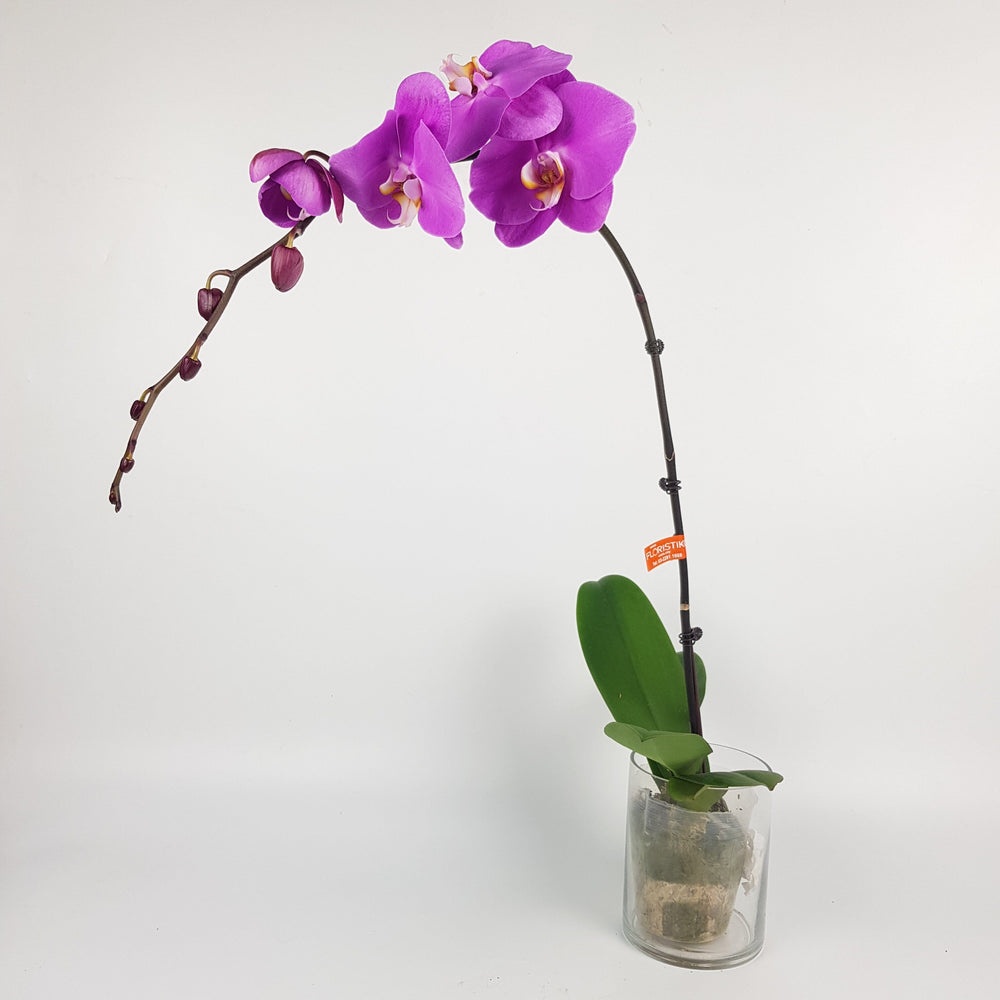 Phalaenopsis - Pink (Without Pot)