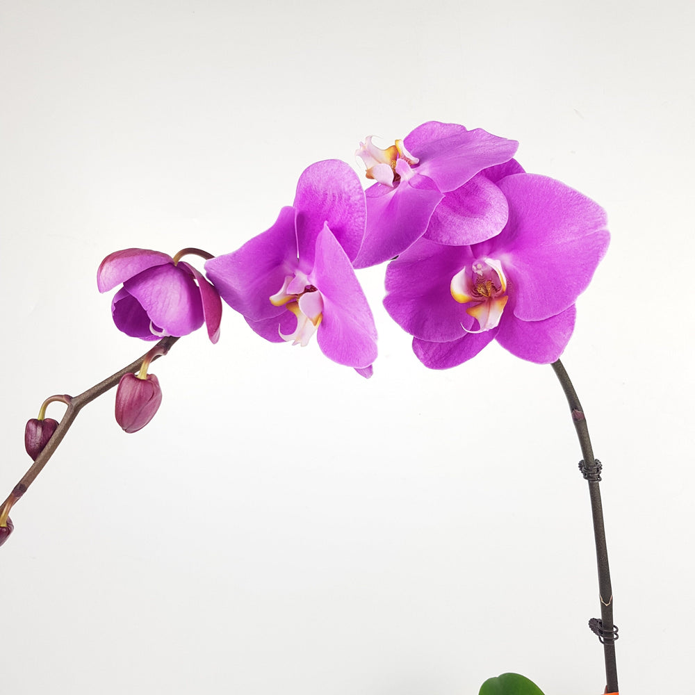 Phalaenopsis - Pink (Without Pot)
