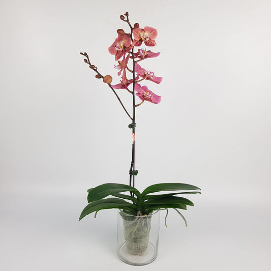 Phalaenopsis - Apricot Pink *Without Pot*