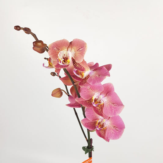 Phalaenopsis - Apricot Pink *Without Pot*