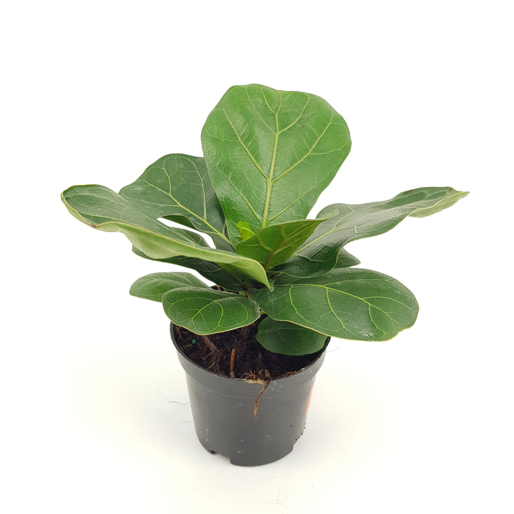 Pot Ficus Lyrata (P150)