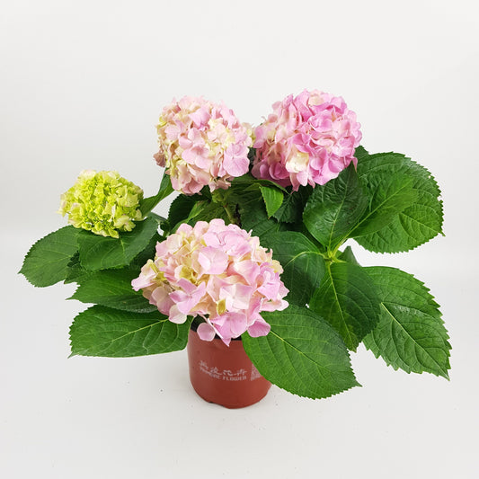 Pot Hydrangea (P160)