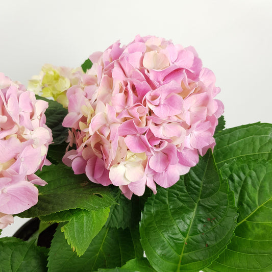 Pot Hydrangea (P160)